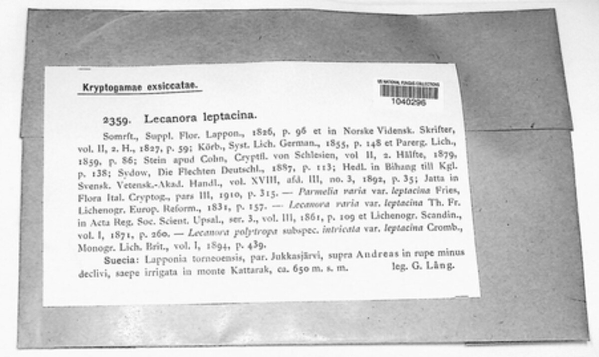 Lecanora leptacina image